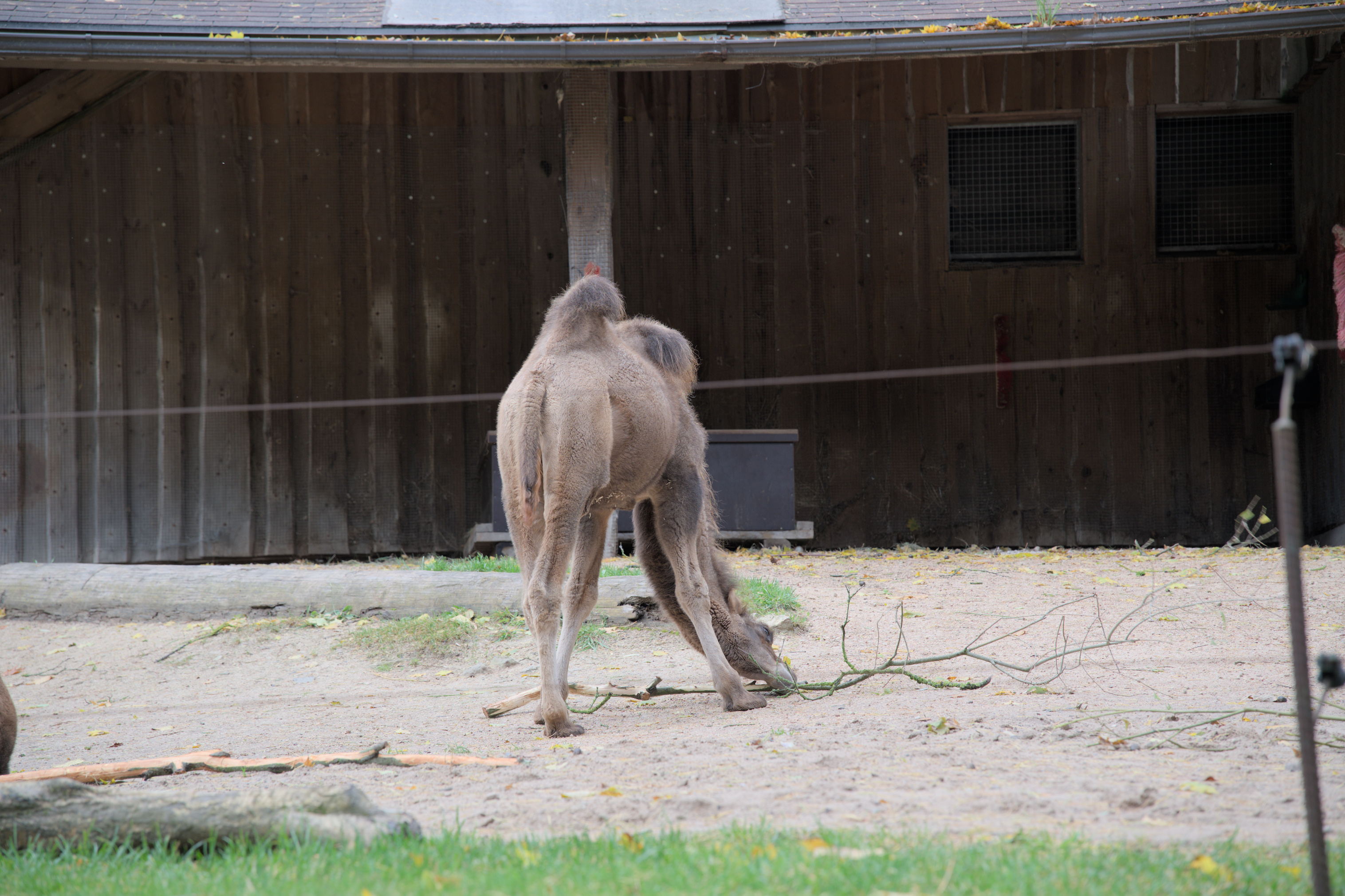 2025/10/12 - zoo/DSC_0050.jpg